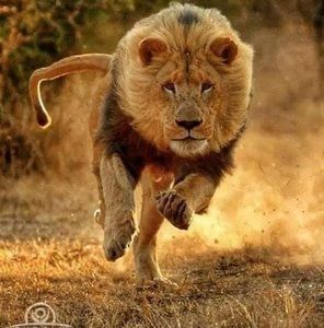 Meet your Posher, Raul